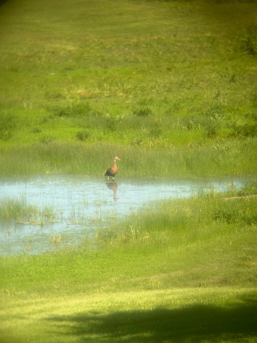 Black-bellied Whistling-Duck