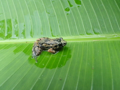 Lowland Tropical Bullfrog photo 4