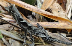 Anolis scypheus
