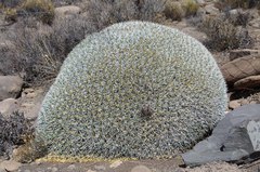 Anthacanthae