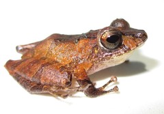 Pristimantis luscombei