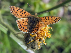Boloria graeca
