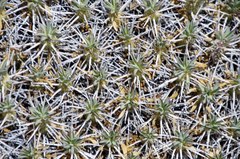 Anthacanthae