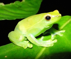 Sphaenorhynchus lacteus