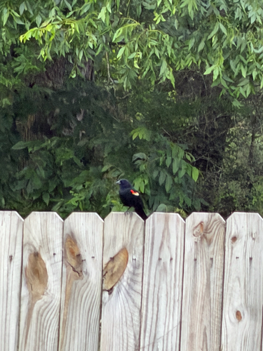 Red-winged Blackbird
