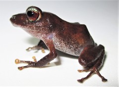 Pristimantis librarius