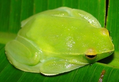 Sphaenorhynchus lacteus