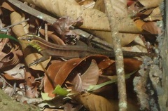 Kentropyx calcarata