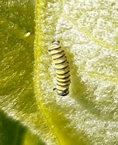 Monarch Butterfly