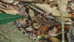 Kentropyx calcarata
