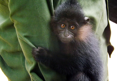 Black Crested Mangabey photo 3