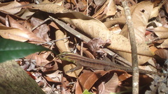 Kentropyx calcarata