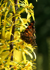 Polygonia faunus rusticus