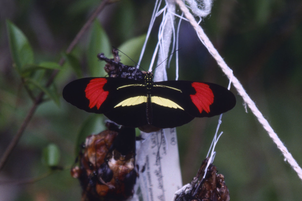 Common Patch Longwing
