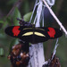 Heliconius erato phyllis - Photo (c) Kristof & Yulia, some rights reserved (CC BY), uploaded by Kristof & Yulia