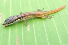 Cercosaura argulus