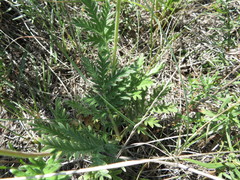 Potentilla bipinnatifida