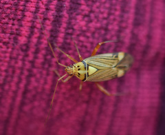 Rhabdomiris striatellus