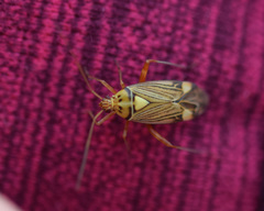 Rhabdomiris striatellus