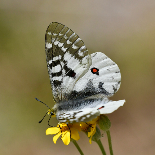 Clodius Parnassian