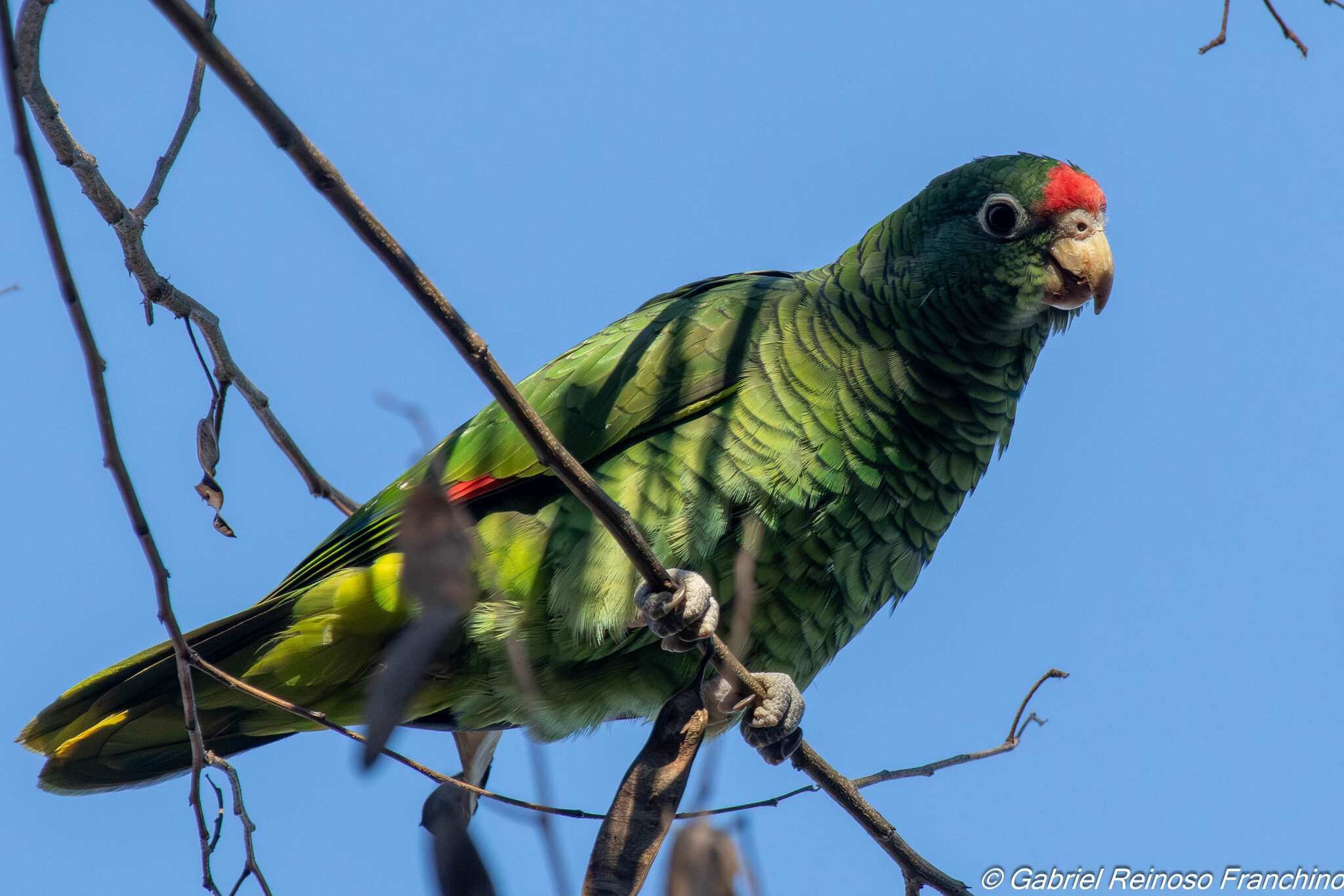 Tucuman Amazon (Amazona tucumana), photo 2
