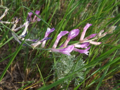 Astragalus varius