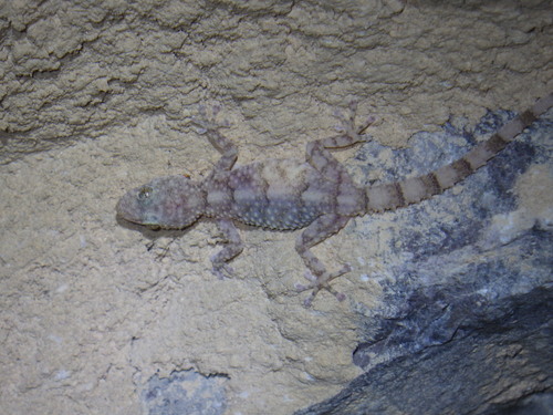 Mountain Leaf-toed Gecko, Asaccus montanus