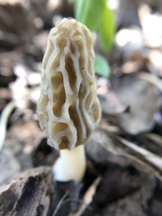Morchella diminutiva