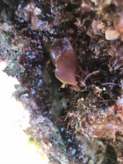 Chondracanthus acicularis