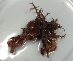 Chondracanthus acicularis