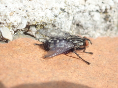 Sarcophaga carnaria
