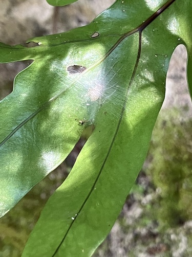 Microsorum scolopendria