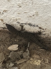 Lepidophyma micropholis