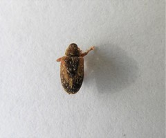 Lignyodes suturatus