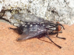 Sarcophaga carnaria