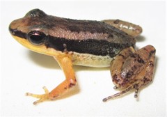 Allobates insperatus