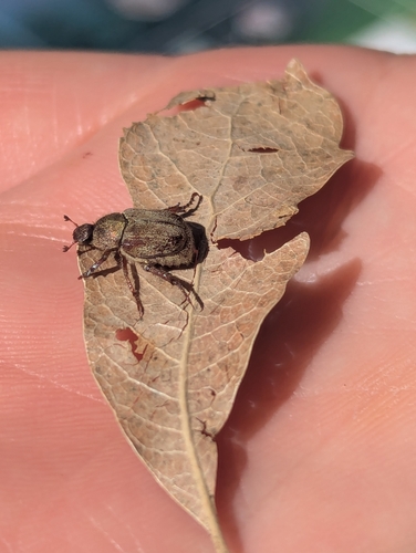 Grapevine Hoplia