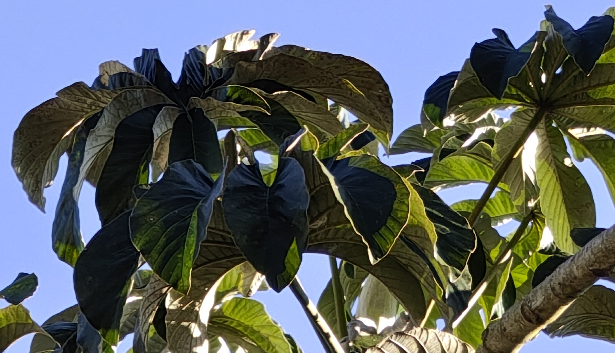 Cecropia pachystachya