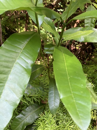 Pimenta dioica, photograph 1