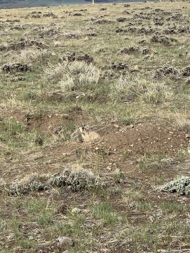 White-tailed Prairie Dog observed by genysstduncan