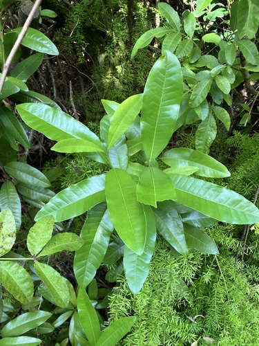 Pimenta dioica, photograph 2