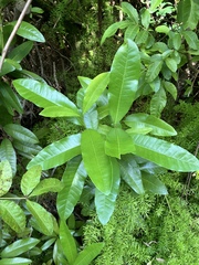 Pimenta dioica, photograph author not stated, no rights reserved