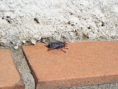 Sarcophaga carnaria
