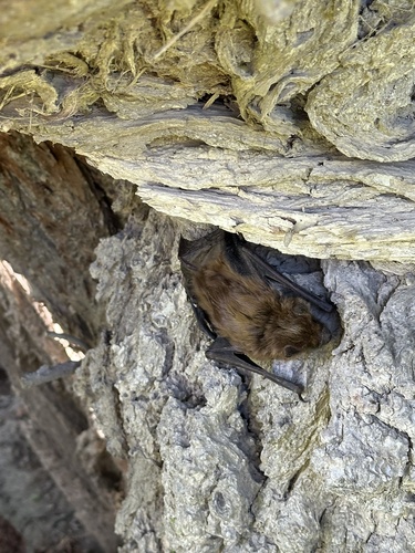 Big Brown Bat observed by elliotty