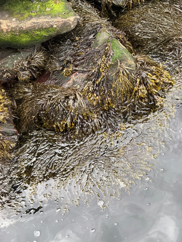 Knotted Wrack