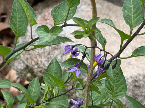 bittersweet nightshade
