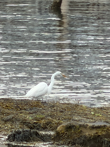 Great Egret