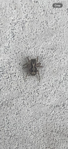 flea jumping spider