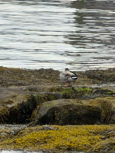 Duck