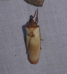 Halysidota roseofasciata